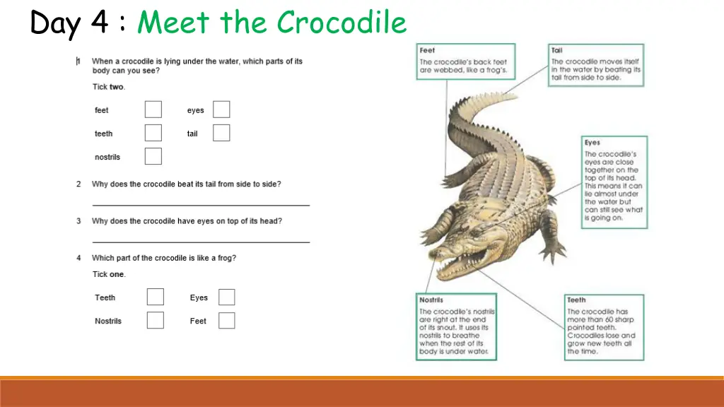 day 4 meet the crocodile