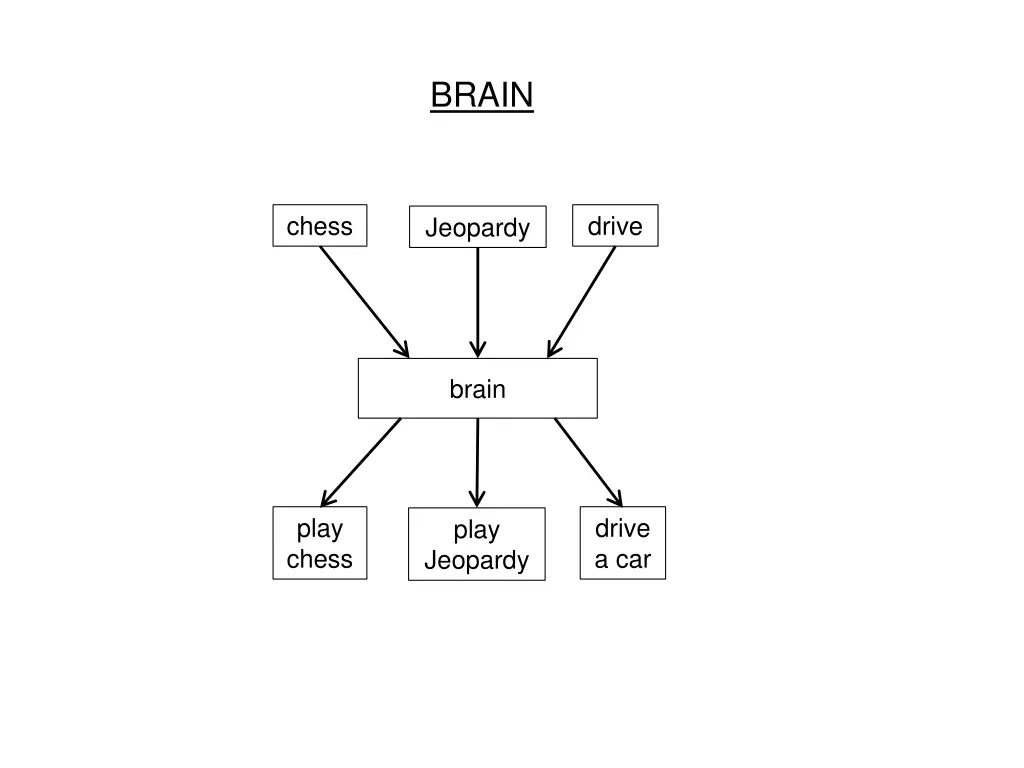 brain