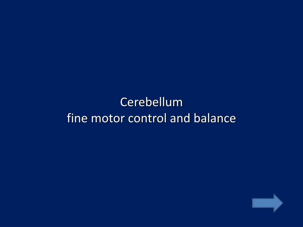 cerebellum