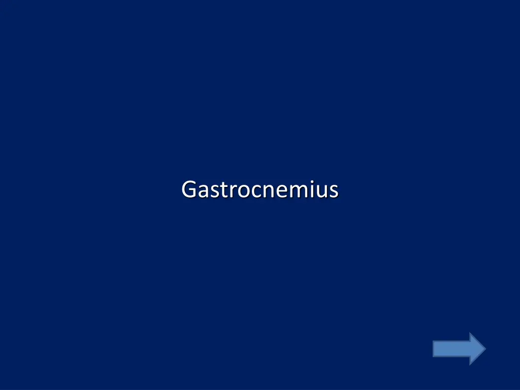 gastrocnemius