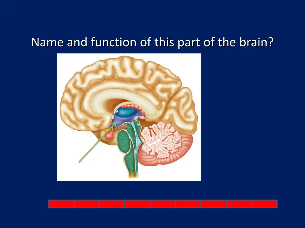 name and function of this part of the brain 1