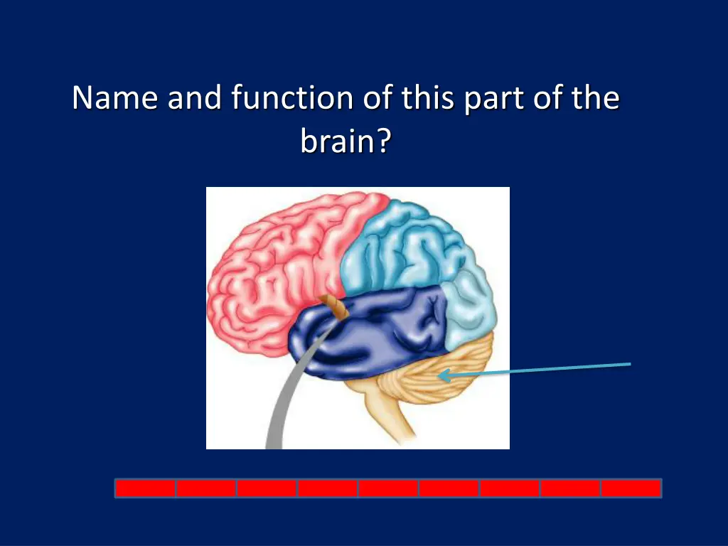 name and function of this part of the brain