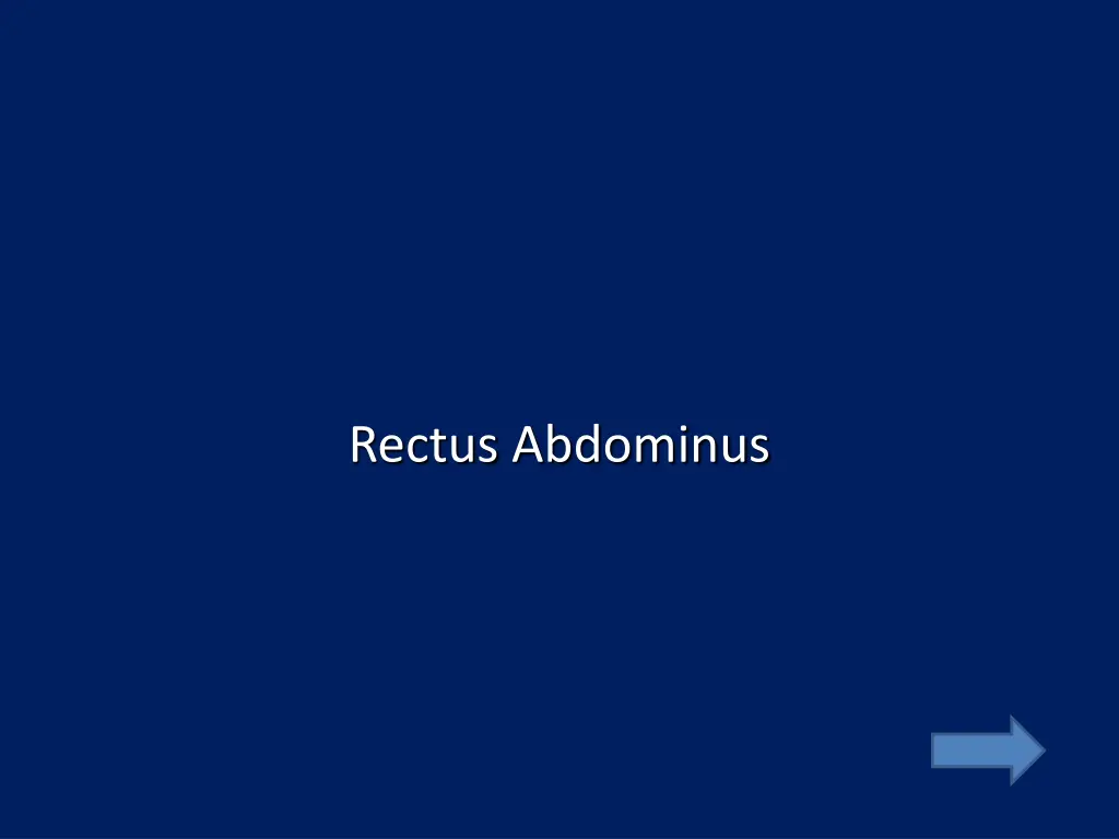rectus abdominus