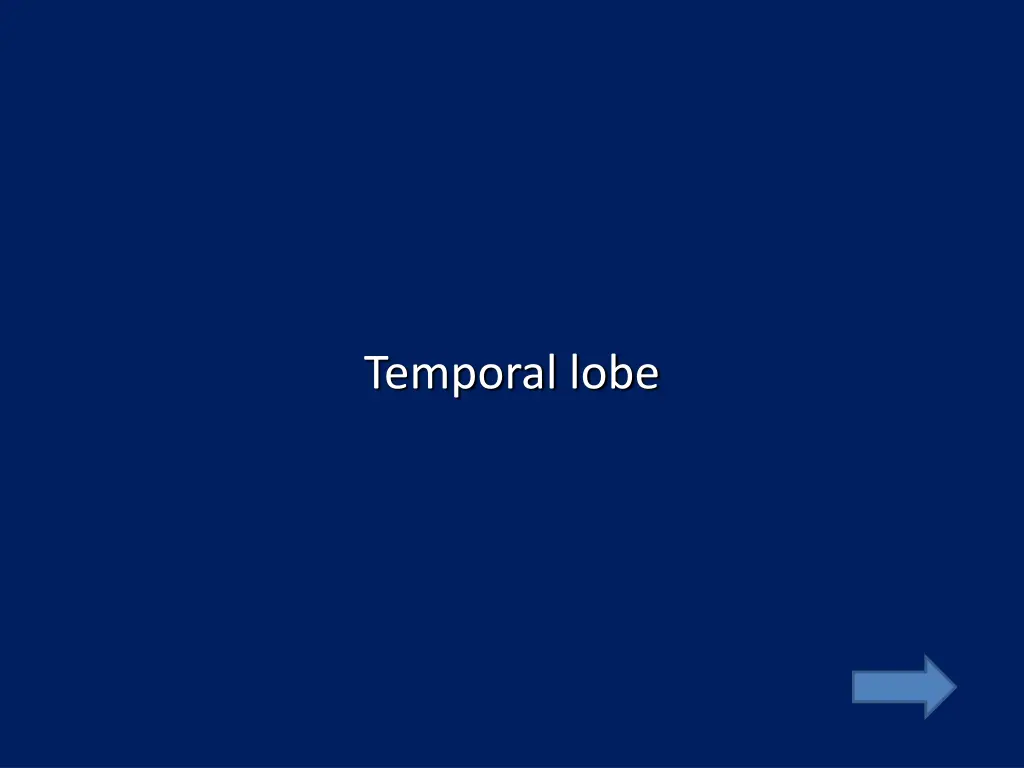 temporal lobe