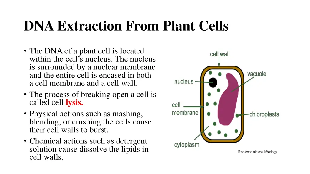 dna extraction from plant cells
