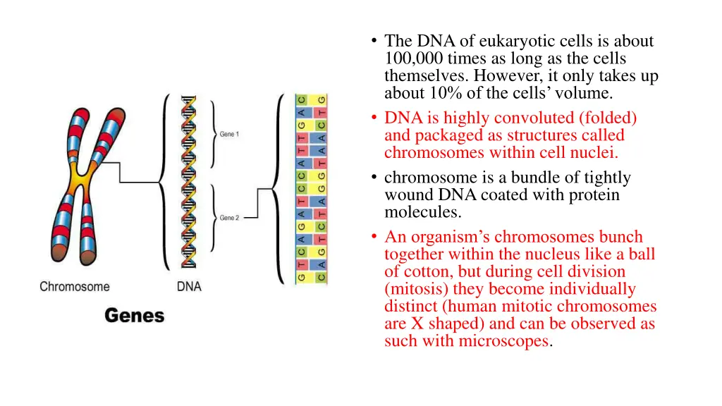 the dna of eukaryotic cells is about