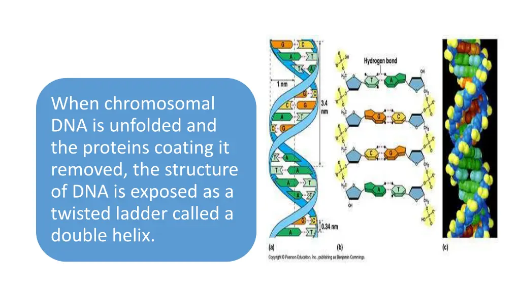 when chromosomal dna is unfolded and the proteins