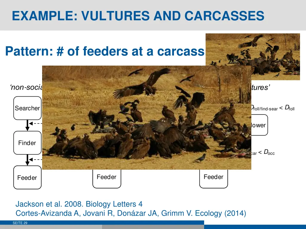 example vultures and carcasses