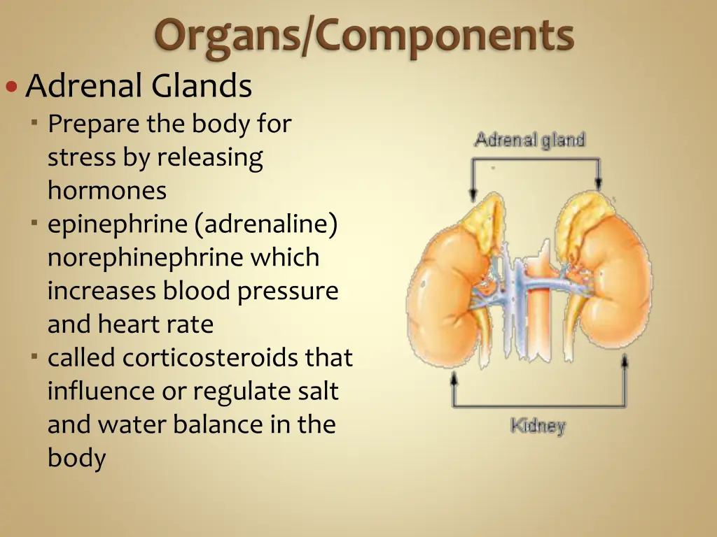 adrenal glands prepare the body for stress