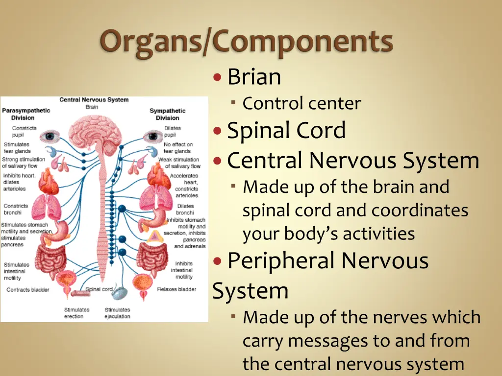 brian control center spinal cord central nervous
