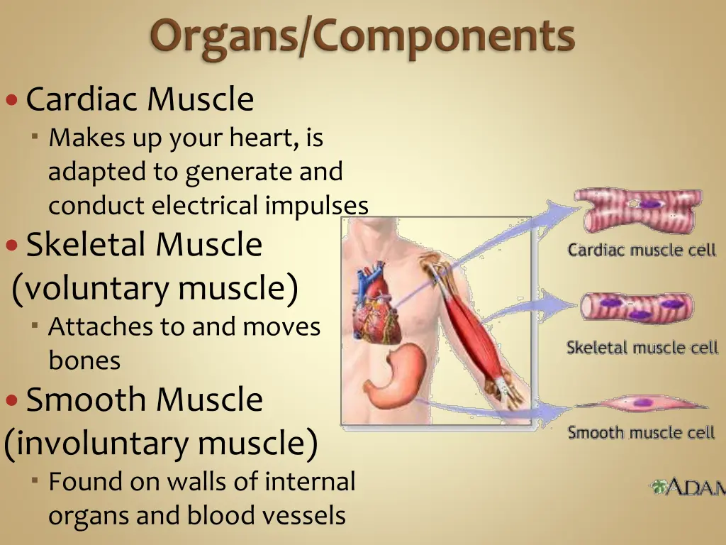 cardiac muscle makes up your heart is adapted