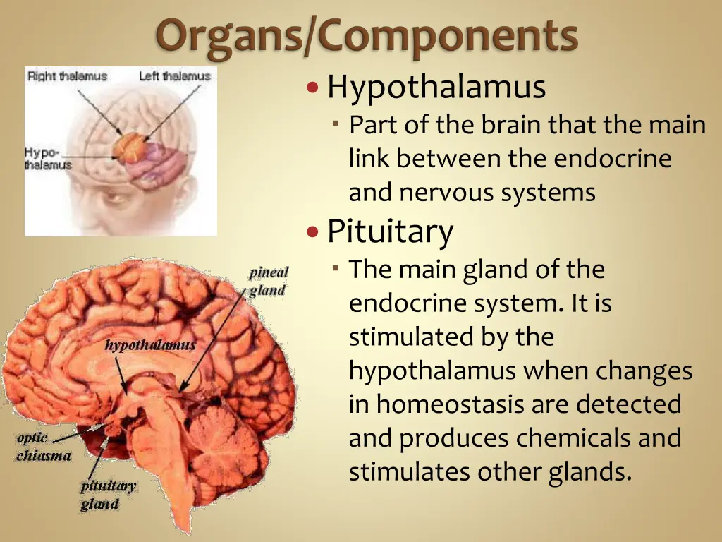 hypothalamus part of the brain that the main link