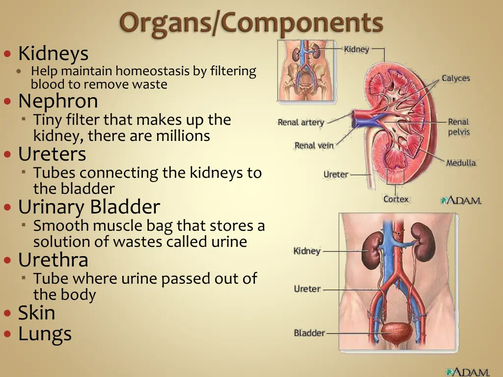 kidneys help maintain homeostasis by filtering