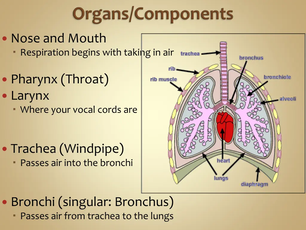 nose and mouth respiration begins with taking