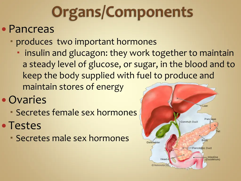 pancreas produces two important hormones insulin