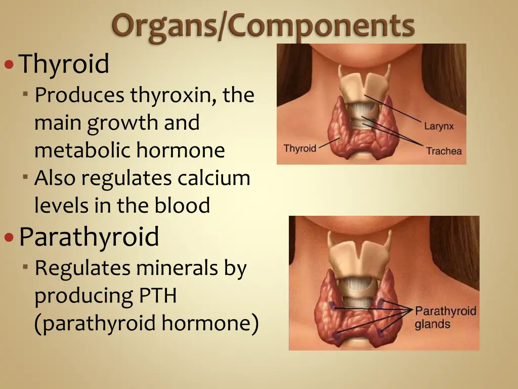 thyroid produces thyroxin the main growth