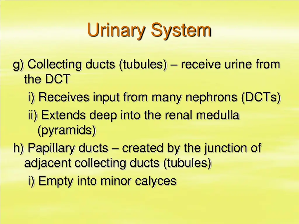 urinary system 10