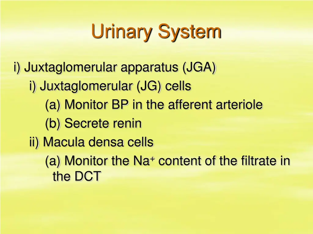 urinary system 11
