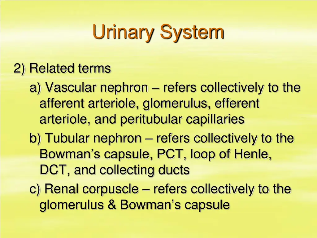 urinary system 12