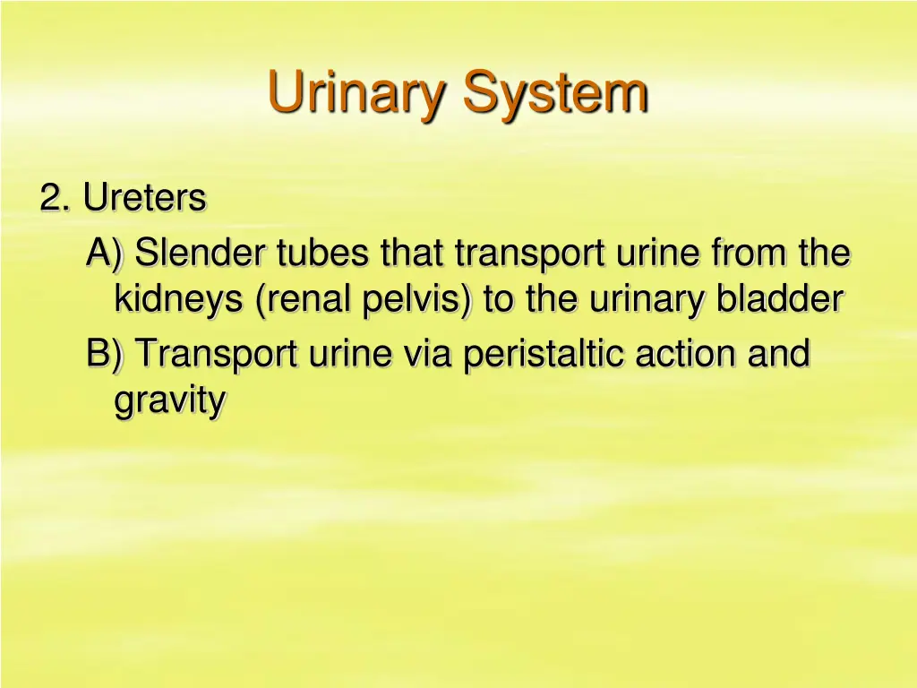 urinary system 13