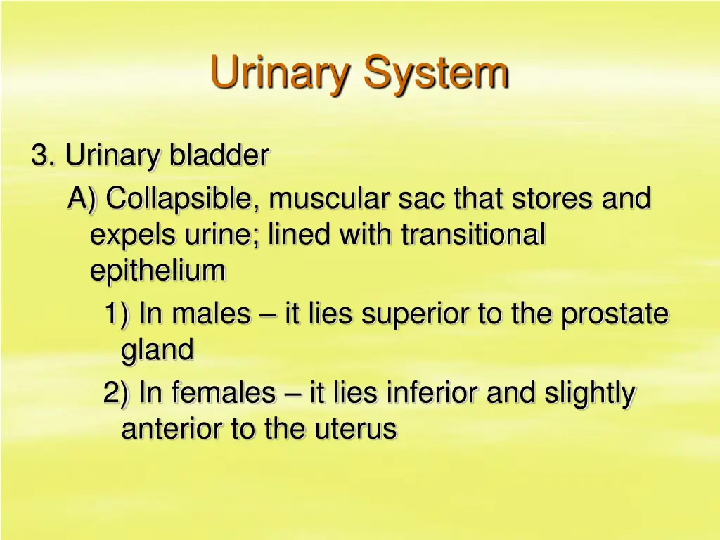 urinary system 14