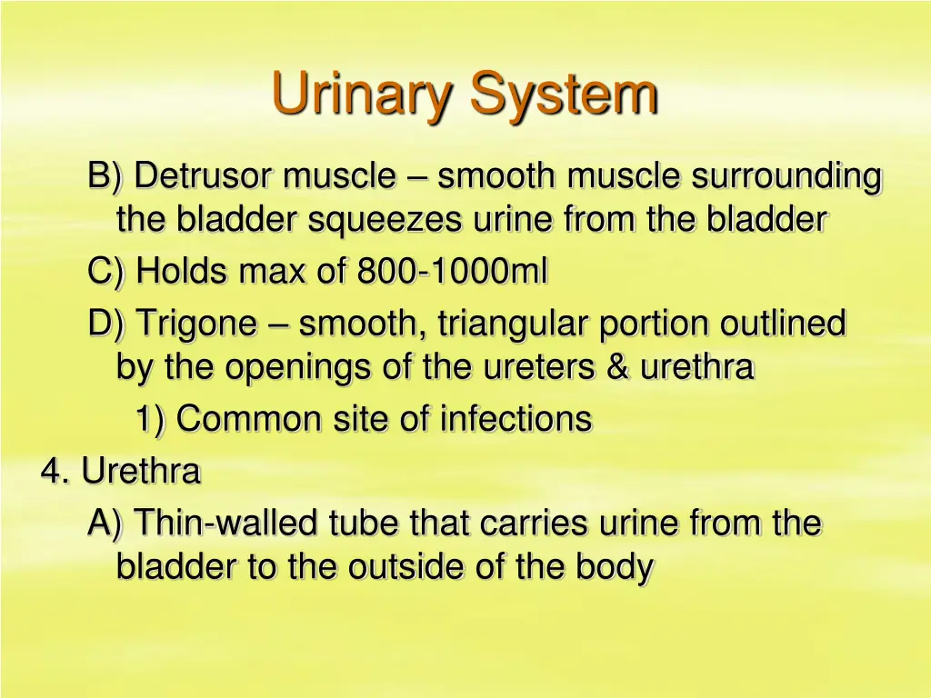 urinary system 15
