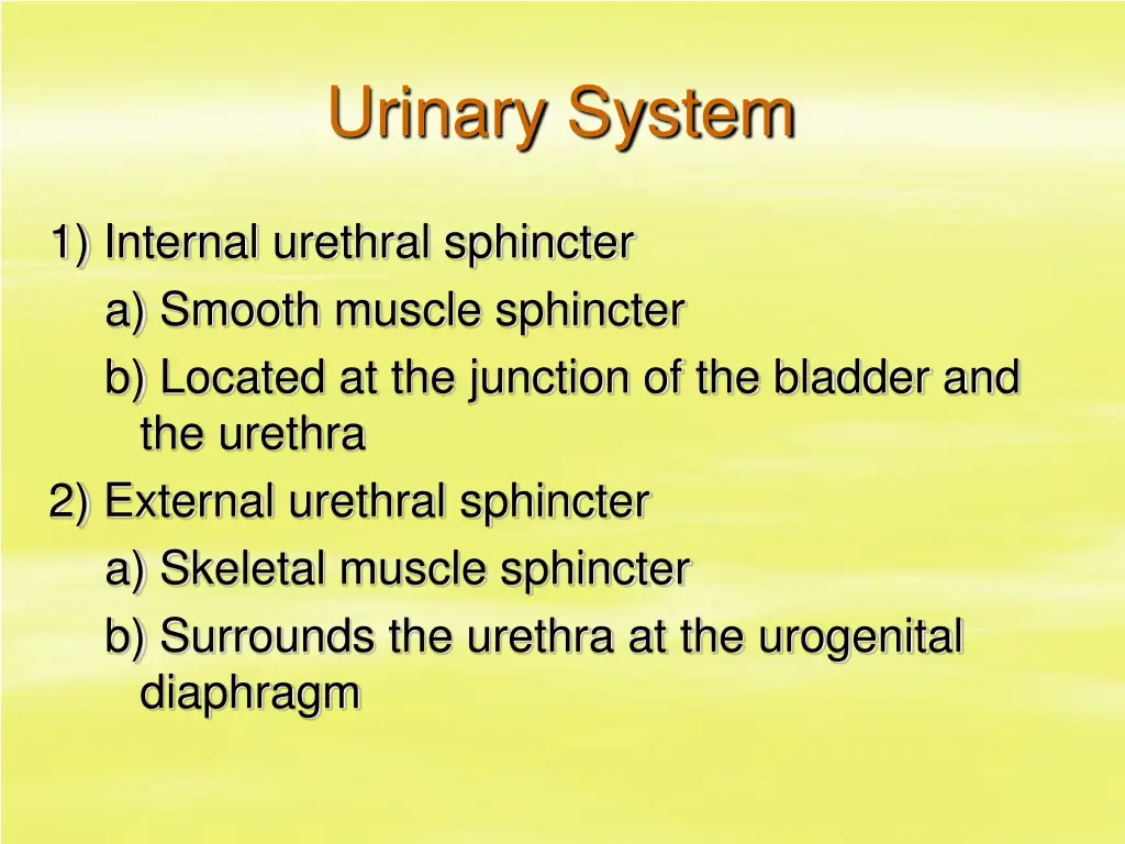 urinary system 16