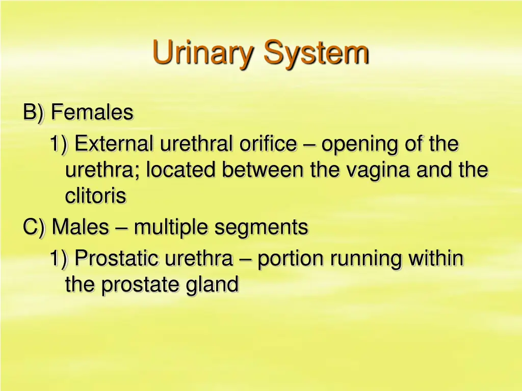 urinary system 17