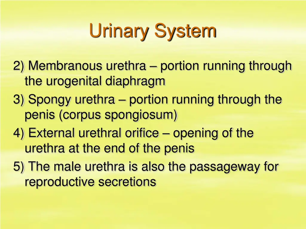 urinary system 18
