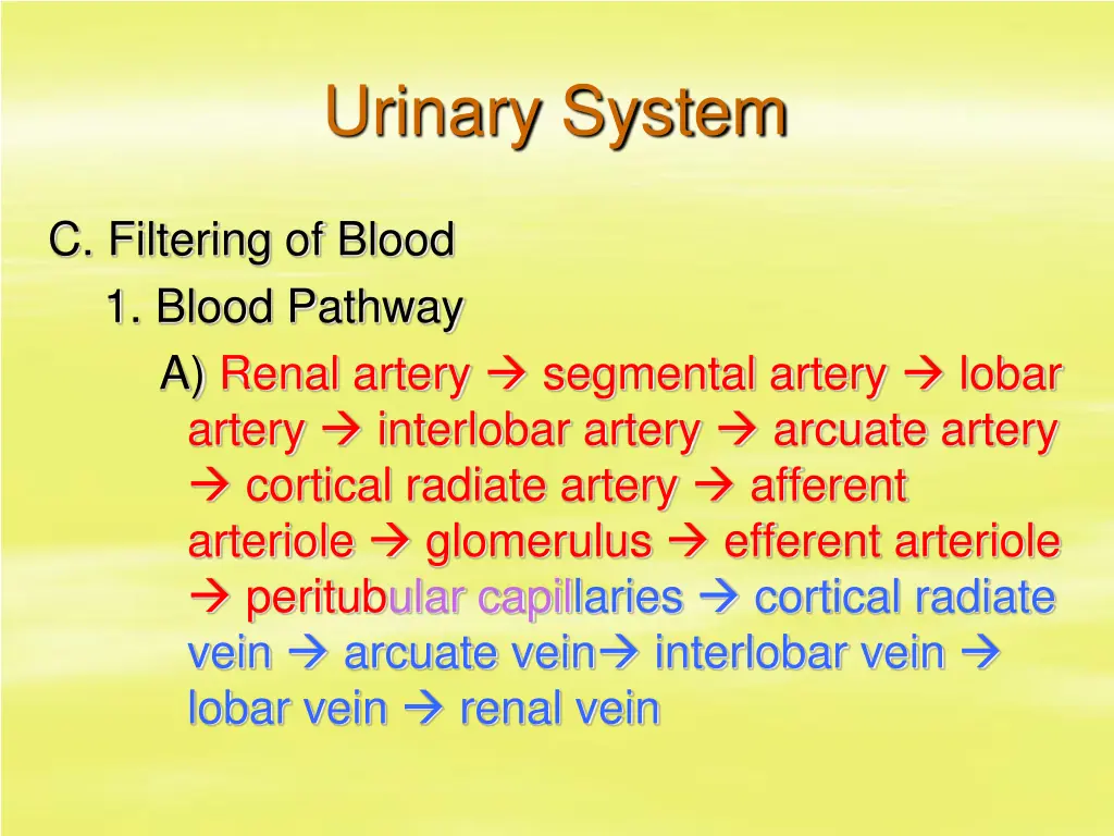 urinary system 19