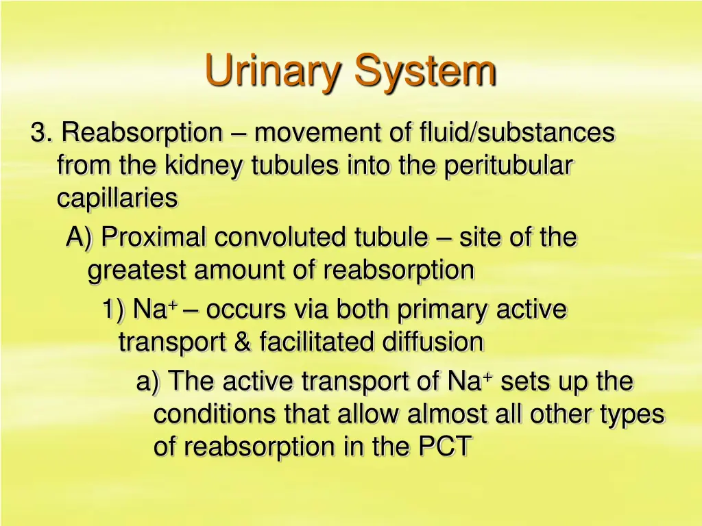 urinary system 22