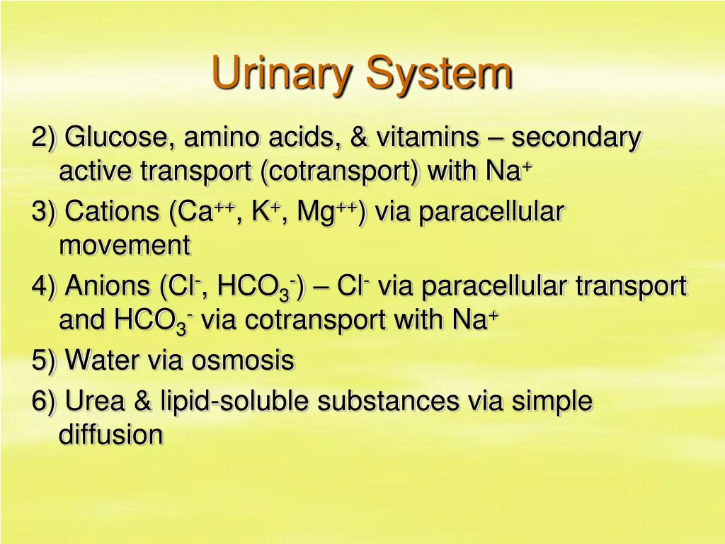 urinary system 23