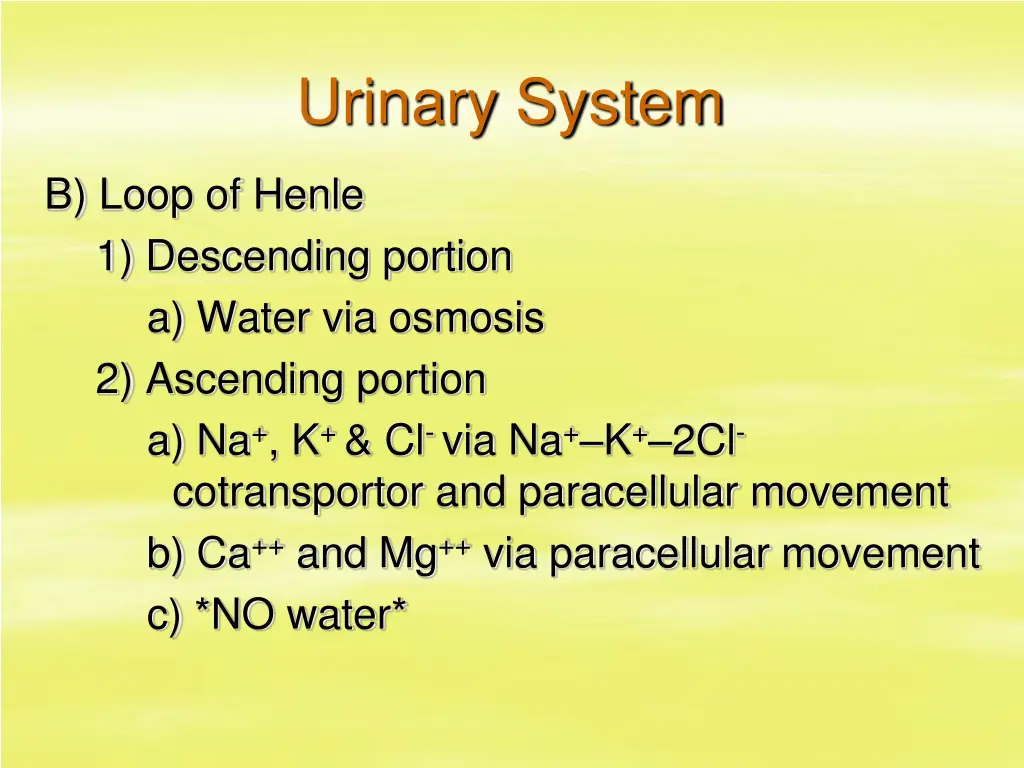 urinary system 24