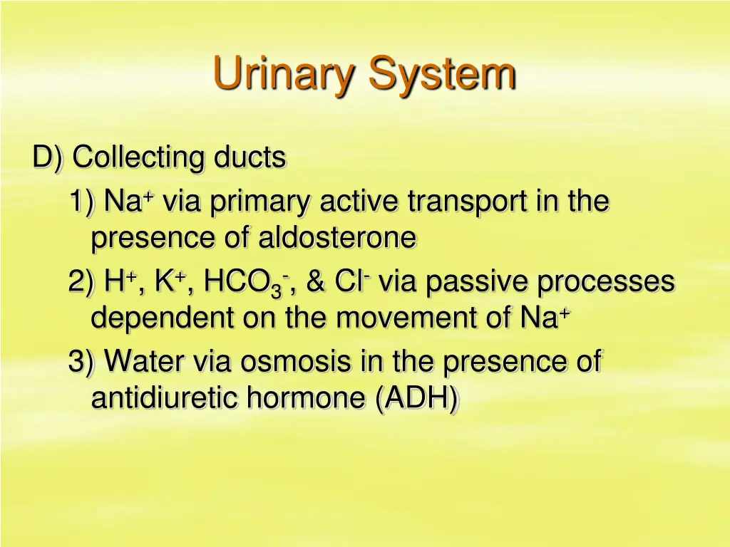 urinary system 26