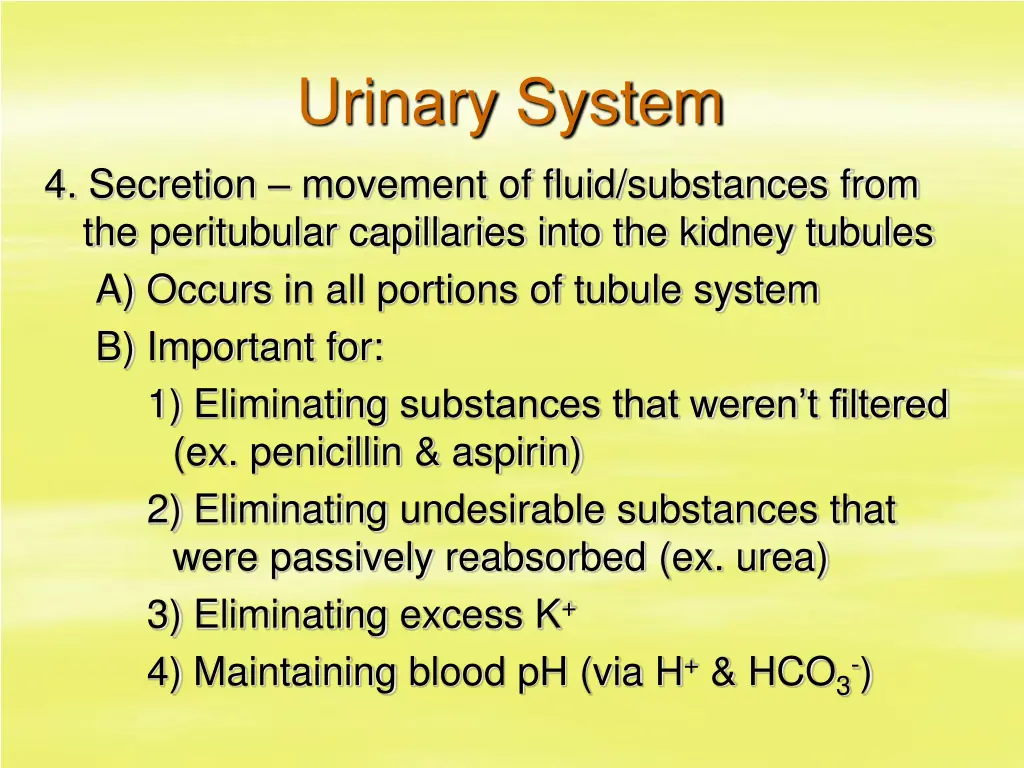 urinary system 27