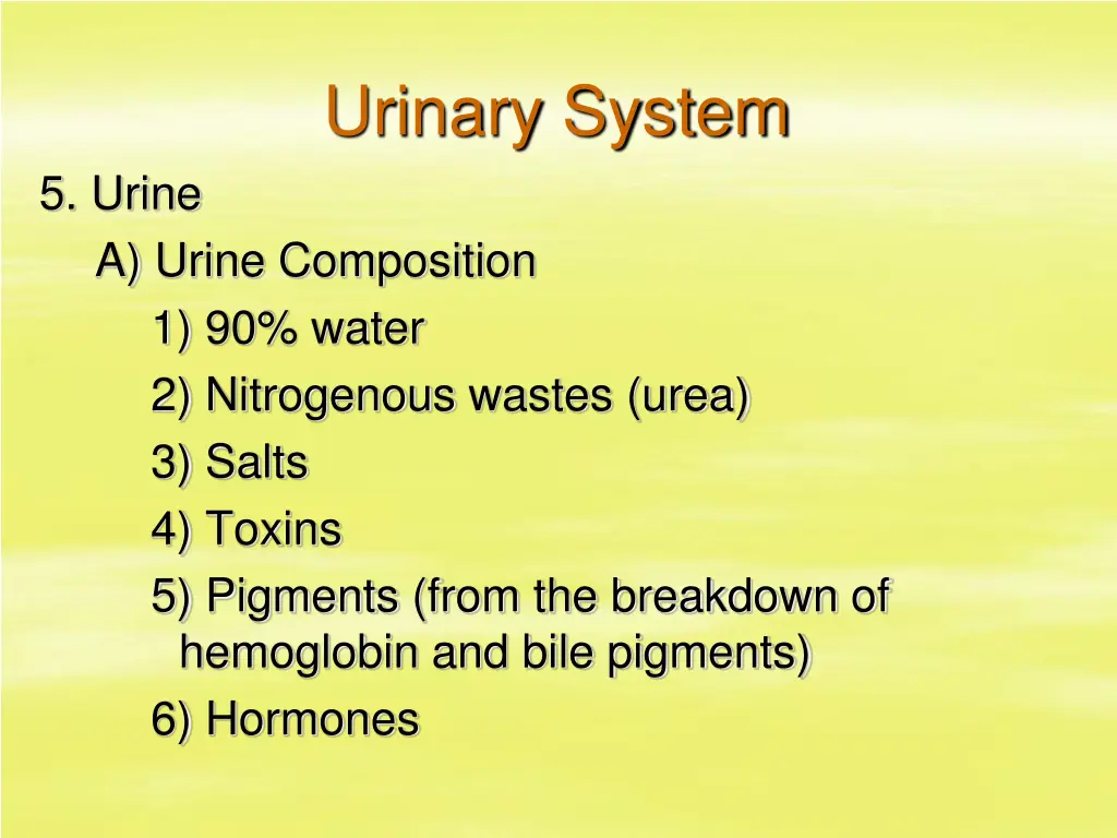 urinary system 28