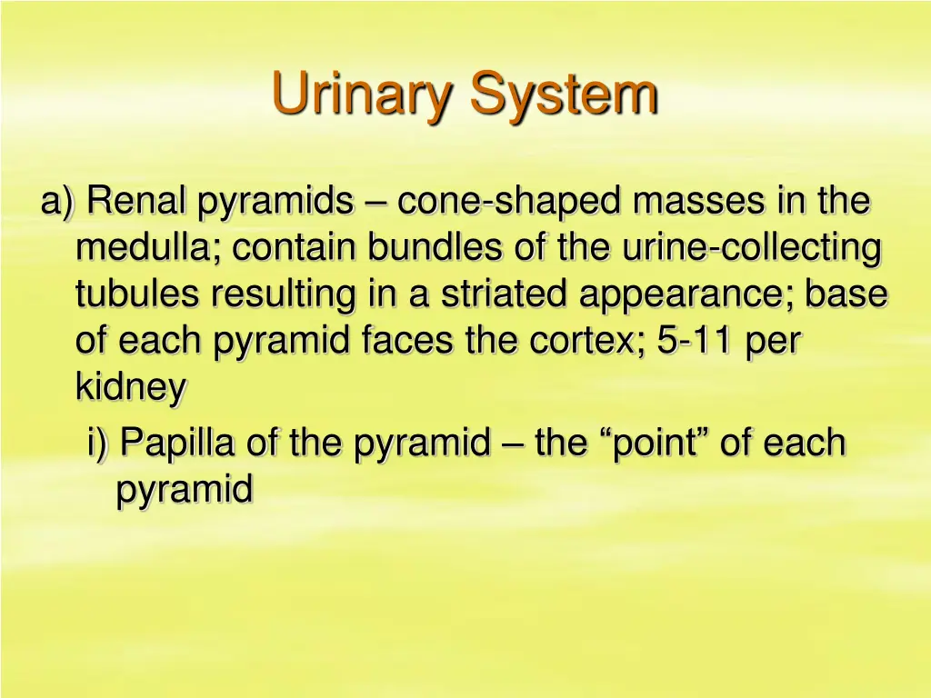 urinary system 3
