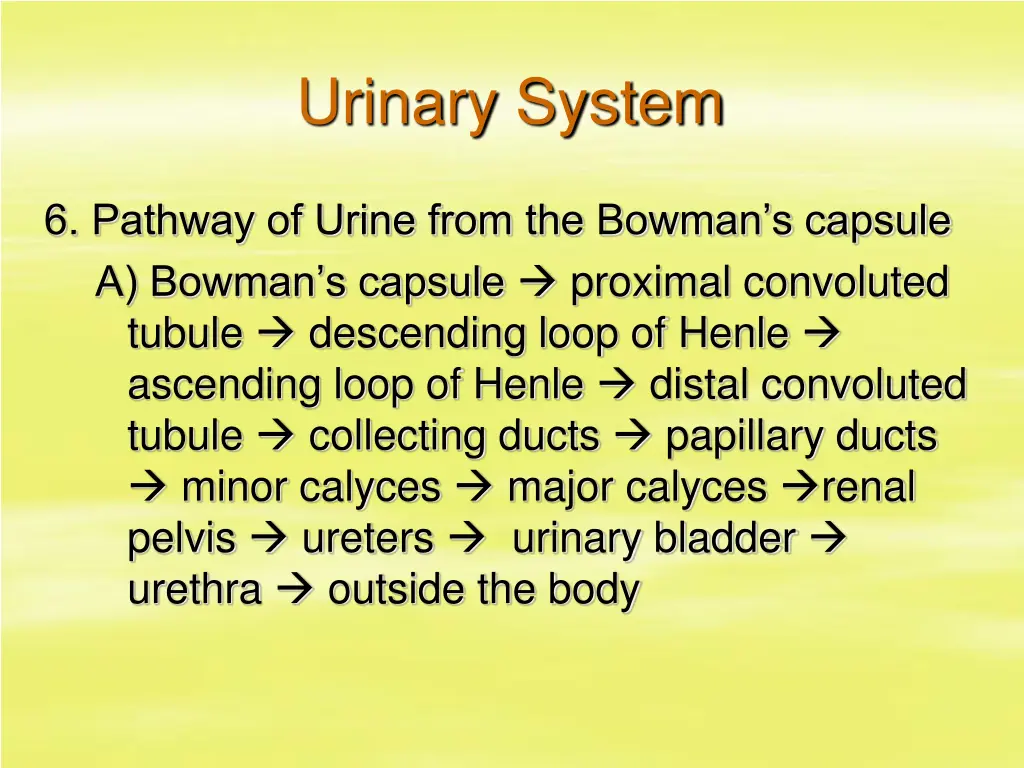 urinary system 31
