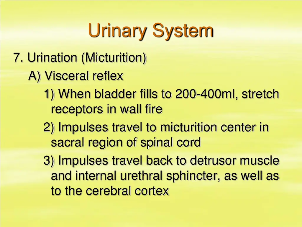 urinary system 32