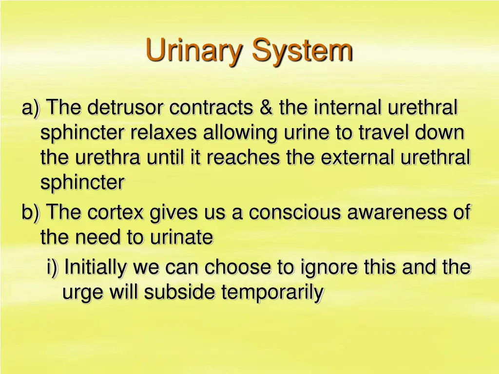 urinary system 33