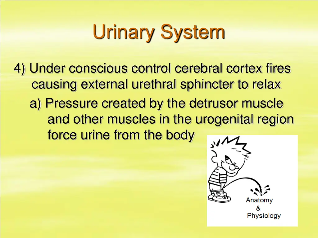 urinary system 34