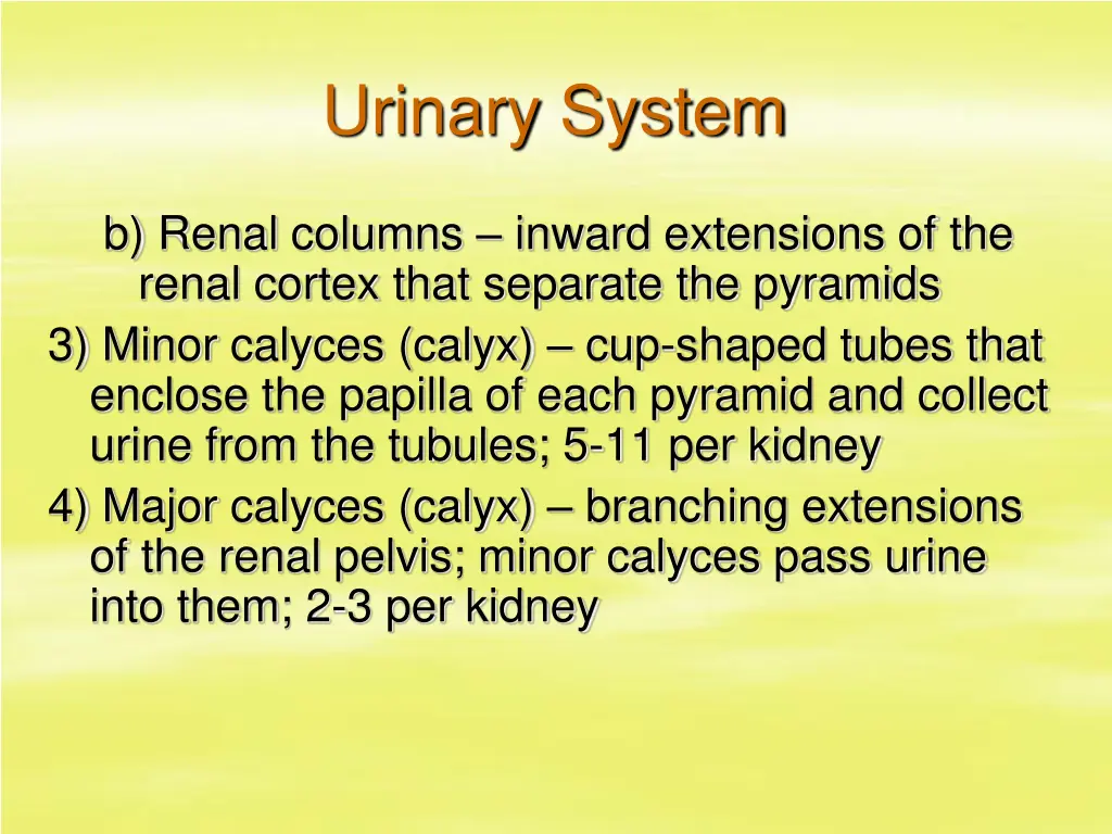 urinary system 4