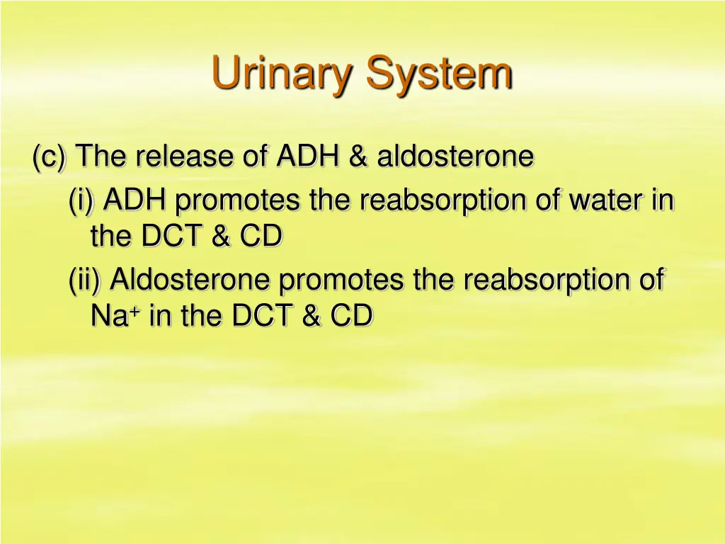 urinary system 41