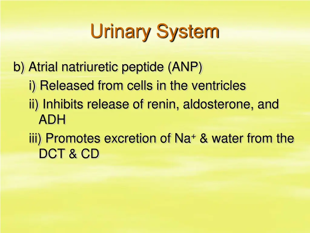 urinary system 42