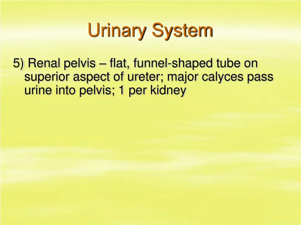 urinary system 5