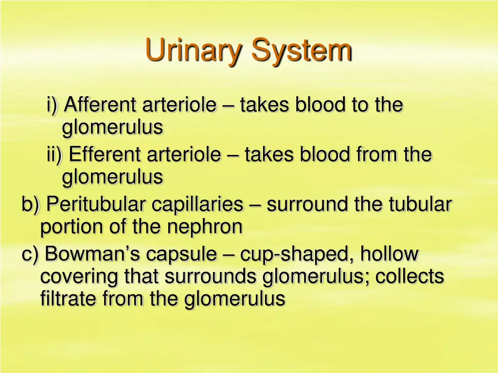 urinary system 7