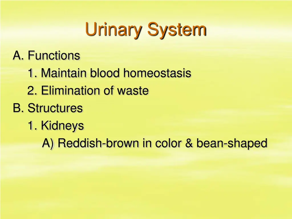 urinary system