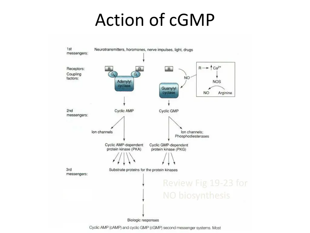 action of cgmp