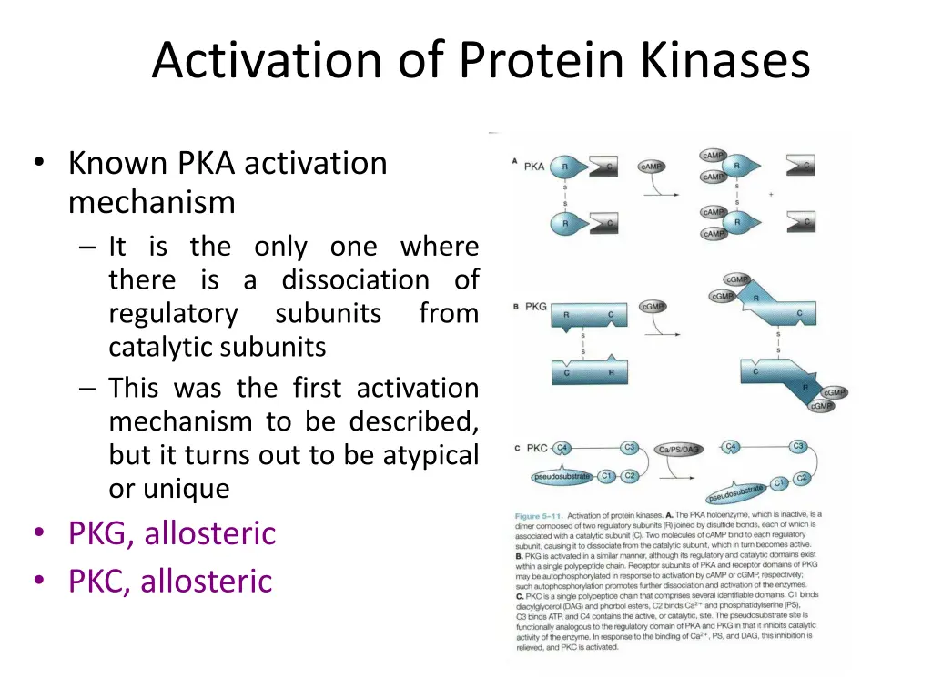 activation of protein kinases