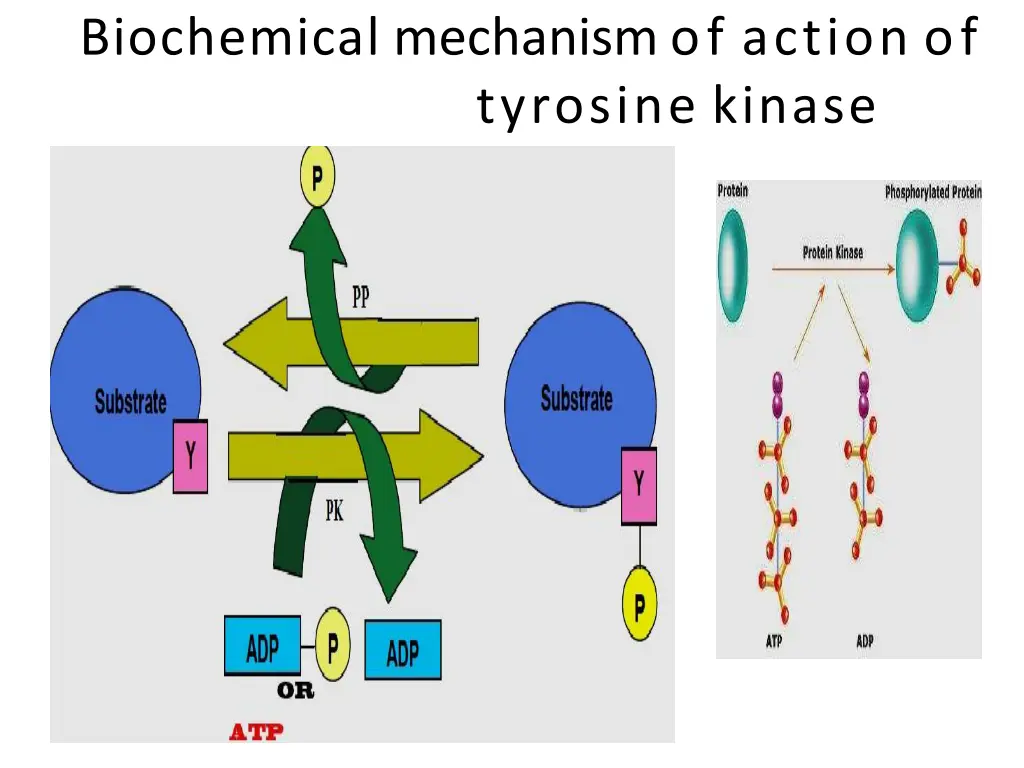 biochemical mechanism of action of tyrosine kinase